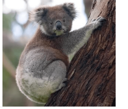 Screen Shot 2020-02-09 at 8.55.18 AM