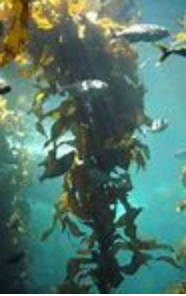 Screen Shot 2020-02-09 at 9.00.02 AM